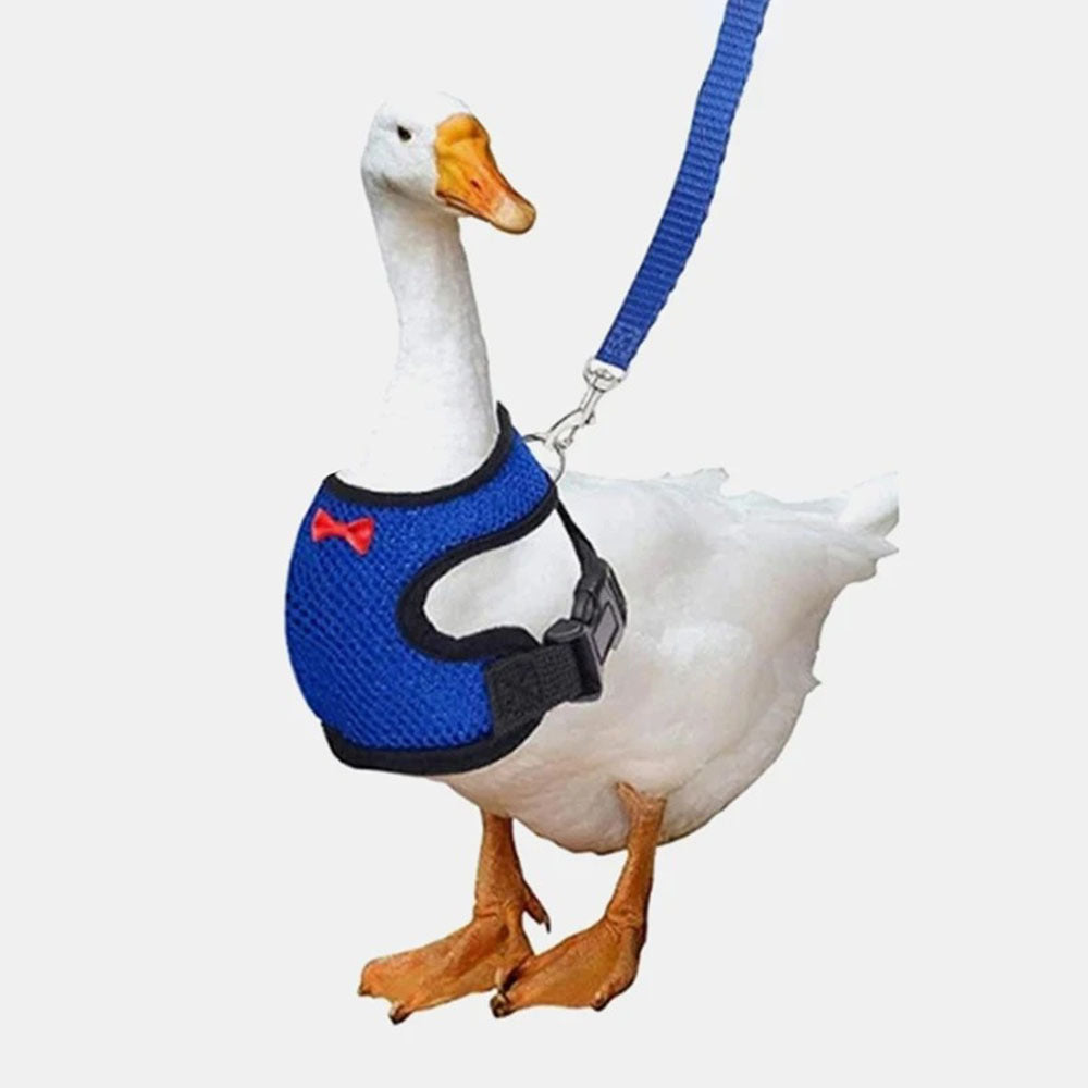 Pet Duck Chicken Poultry Chicken Clothes Chicken Vest Hen Belt Pet Harness Matching Collars Bow Poultry Supplies