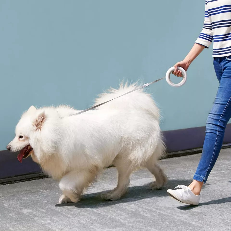 LED-Lit Dog Leash